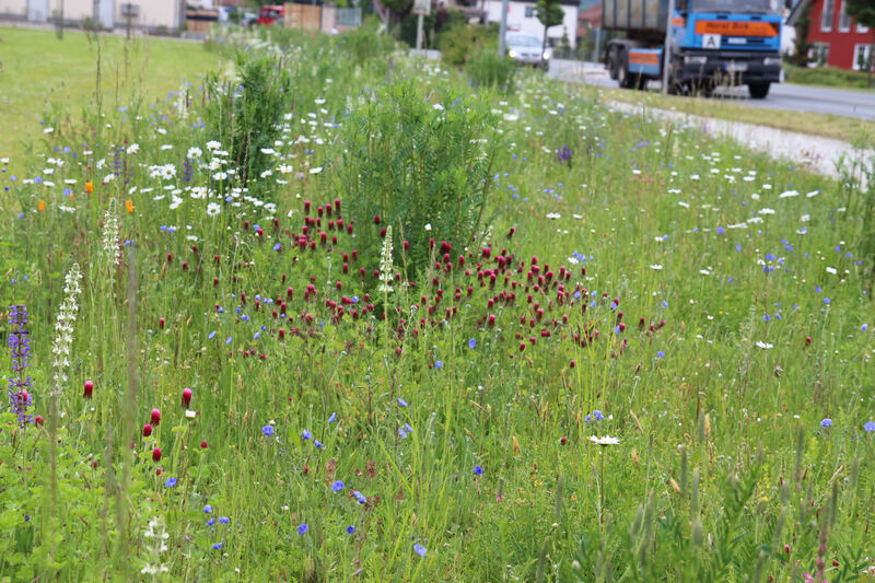 Die Blumenwiese am Ortseingang von Ebensfeld ist alljährlich ein echter Hingucker. (Foto: Umweltstation Weismain/Michael Stromer)