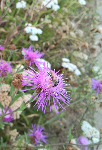 Eine Wildbiene saugt Nektar aus einer Wiesenflockenblume. (Foto: Umweltstation Weismain/Michael Stromer)