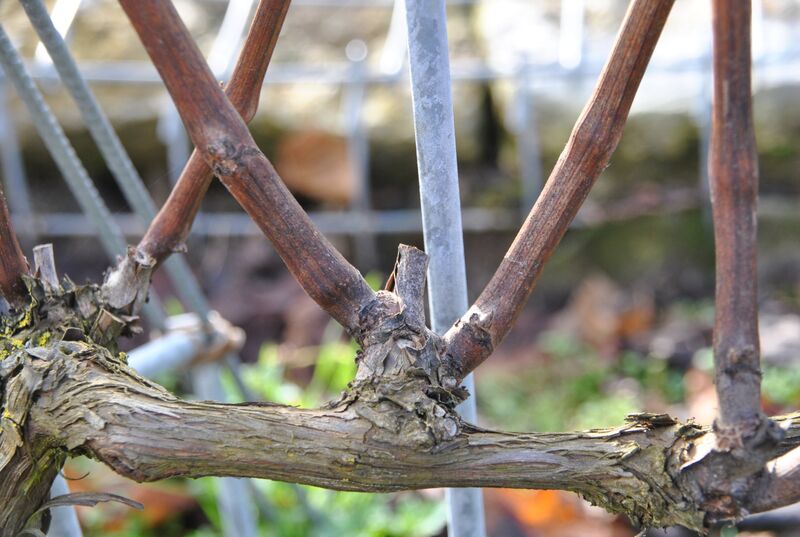 Wichtig für den Rebschnitt: Die einjährigen Fruchtruten, die im letzten Vegetationsjahr gewachsen sind, haben eine hellbraune Farbe. (Foto: Bayerische