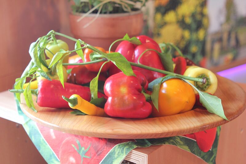 Anzucht: Tomaten, Kürbis, Zucchini und Gurken pflanzt man erst Mitte Mai ins Gemüsebeet. (Foto: Bayerische Gartenakademie)