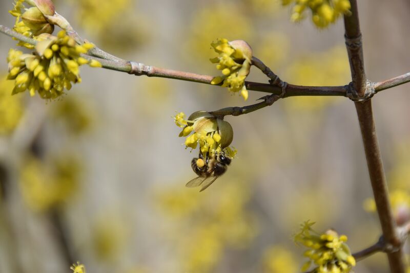 Bienenfreundliche Gehölze: Eine Biene saugt Nektar an einer blühenden Kornelkirsche. (Foto: Bayerische Gartenakademie)