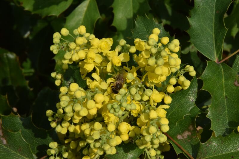 Bienenfreundliche Gehölze: Strahlend gelb blüht die Mahonie. (Foto: Bayerische Gartenakademie)