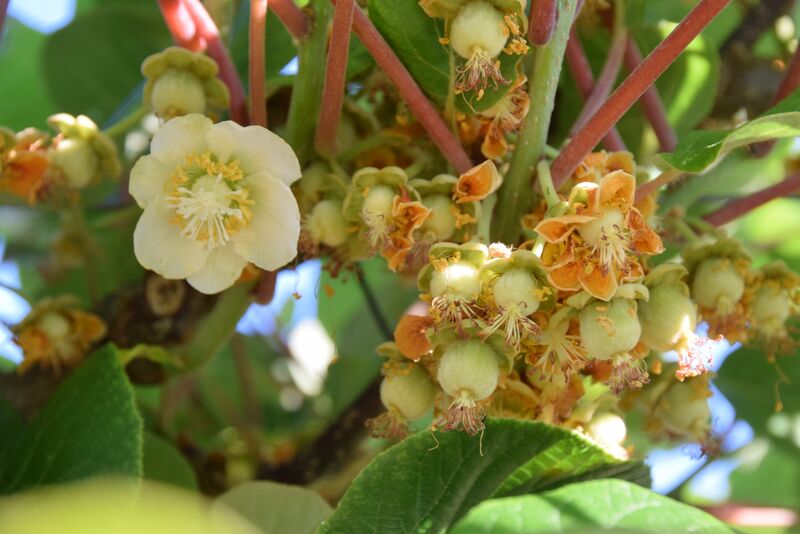 Obstblüten - wie die Kiwi - sind eine wichtige Nahrungsquelle für Insekten. (Foto: Bayerische Gartenakademie)