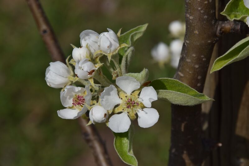 Ab Anfang April blühen die Birnen. (Foto: Bayerische Gartenakademie)