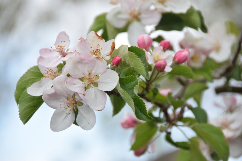 Neue rotfleischige Apfelsorten blühen, wie auch die meisten Zieräpfel, besonders intensiv rosa. (Foto: Bayerische Gartenakademie)