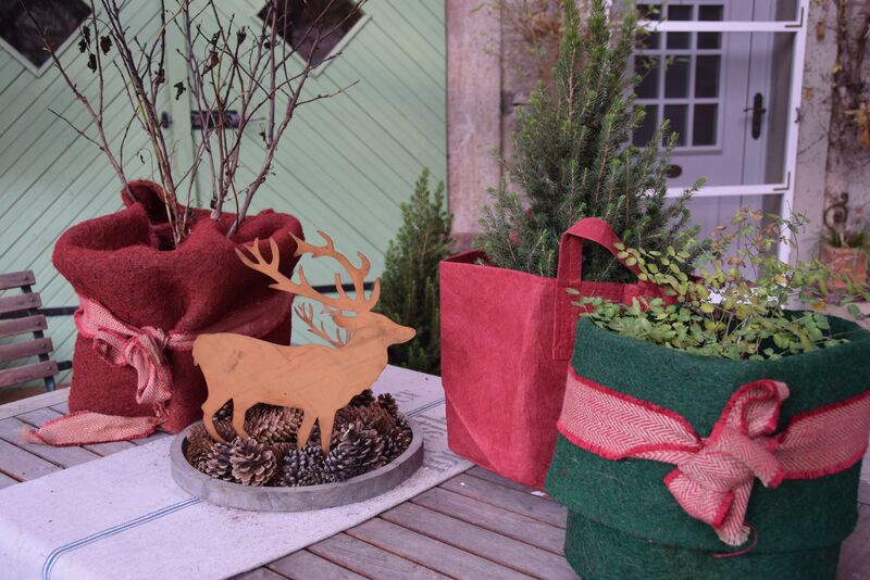 Hübsch weihnachtlich verpackt, sind Pflanzen schöne Geschenke zum Fest. (Foto: Bayerische Gartenakademie)