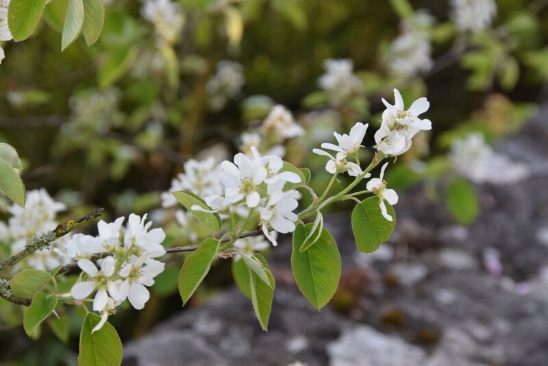 Die weißen Blüten der Felsenbirne locken viele Insekten. Foto: Bayerische Gartenakademie
