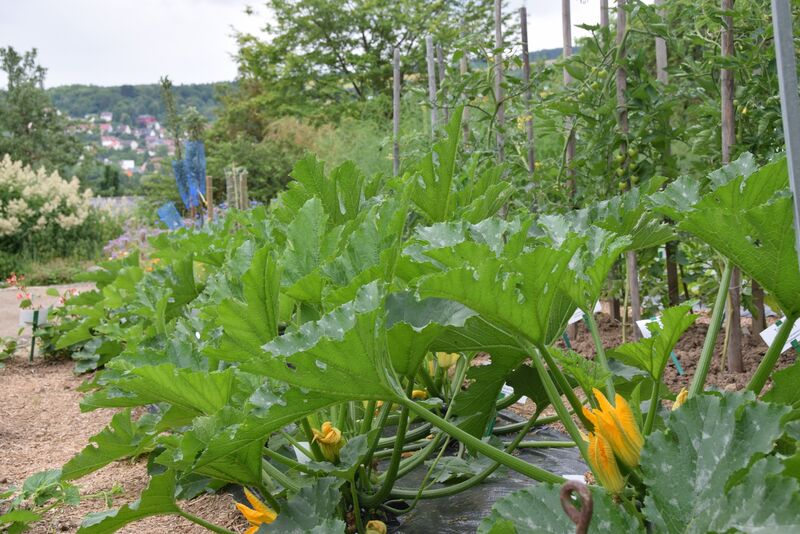 Schon ein oder zwei Pflanzen reichen, um eine Familie mit Zucchini zu versorgen. (Foto: Bayerische Gartenakademie)