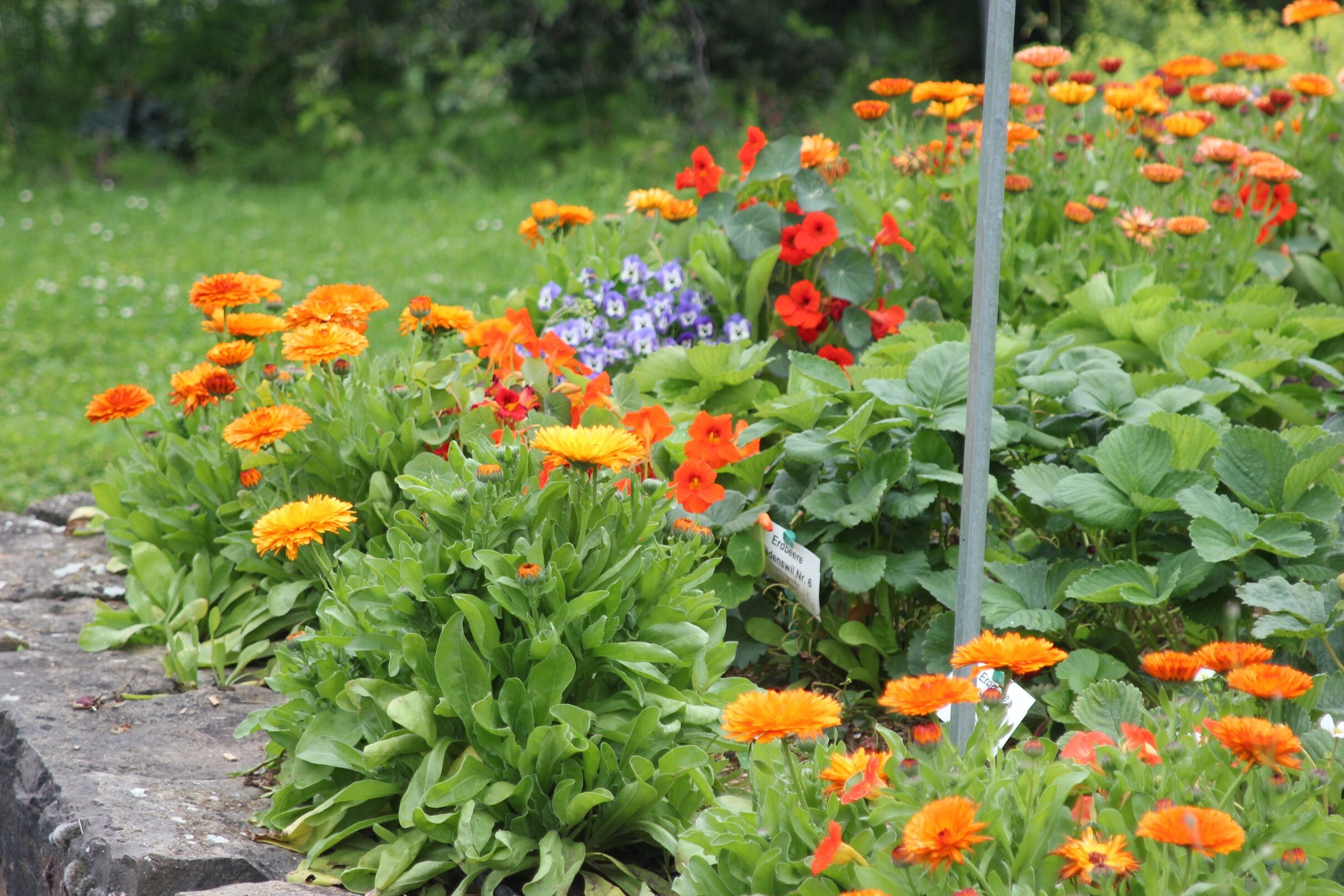 Ringelblumen bringen Farbe in den Gemüsegarten und liefern Nahrung für viele Insekten. (Foto: Bayerische Gartenakademie)