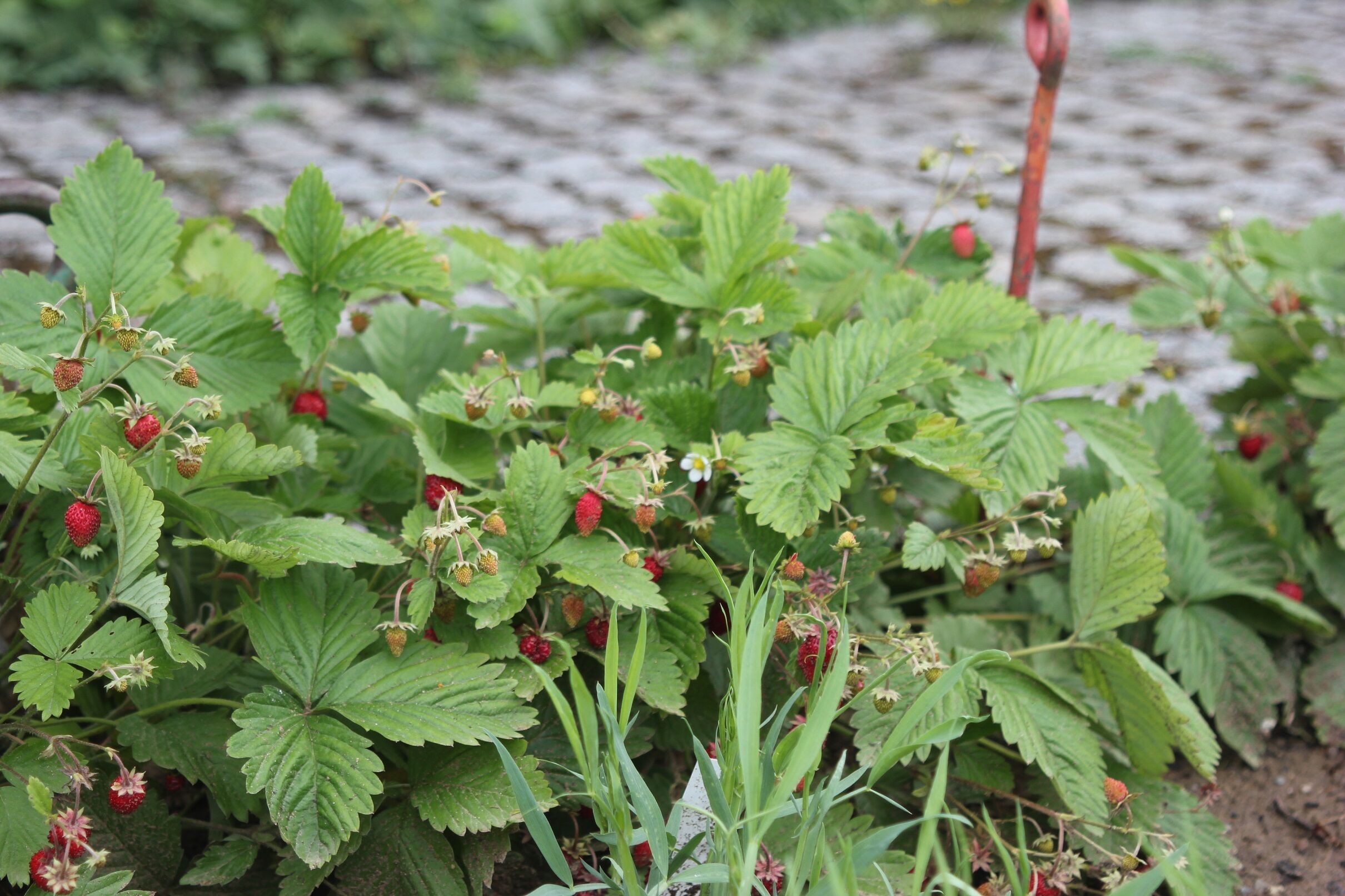Monatserdbeeren liefern Nahrung für Bienen und leckere Früchte. (Foto: Bayerische Gartenakademie)