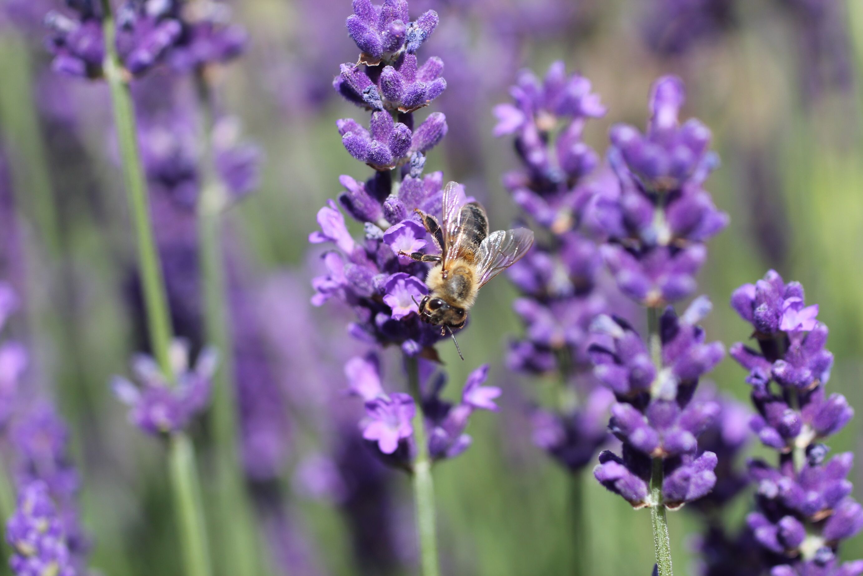 Biene mit Lavendel (Foto: Bayerische Gartenakademie/Christine Scherer)