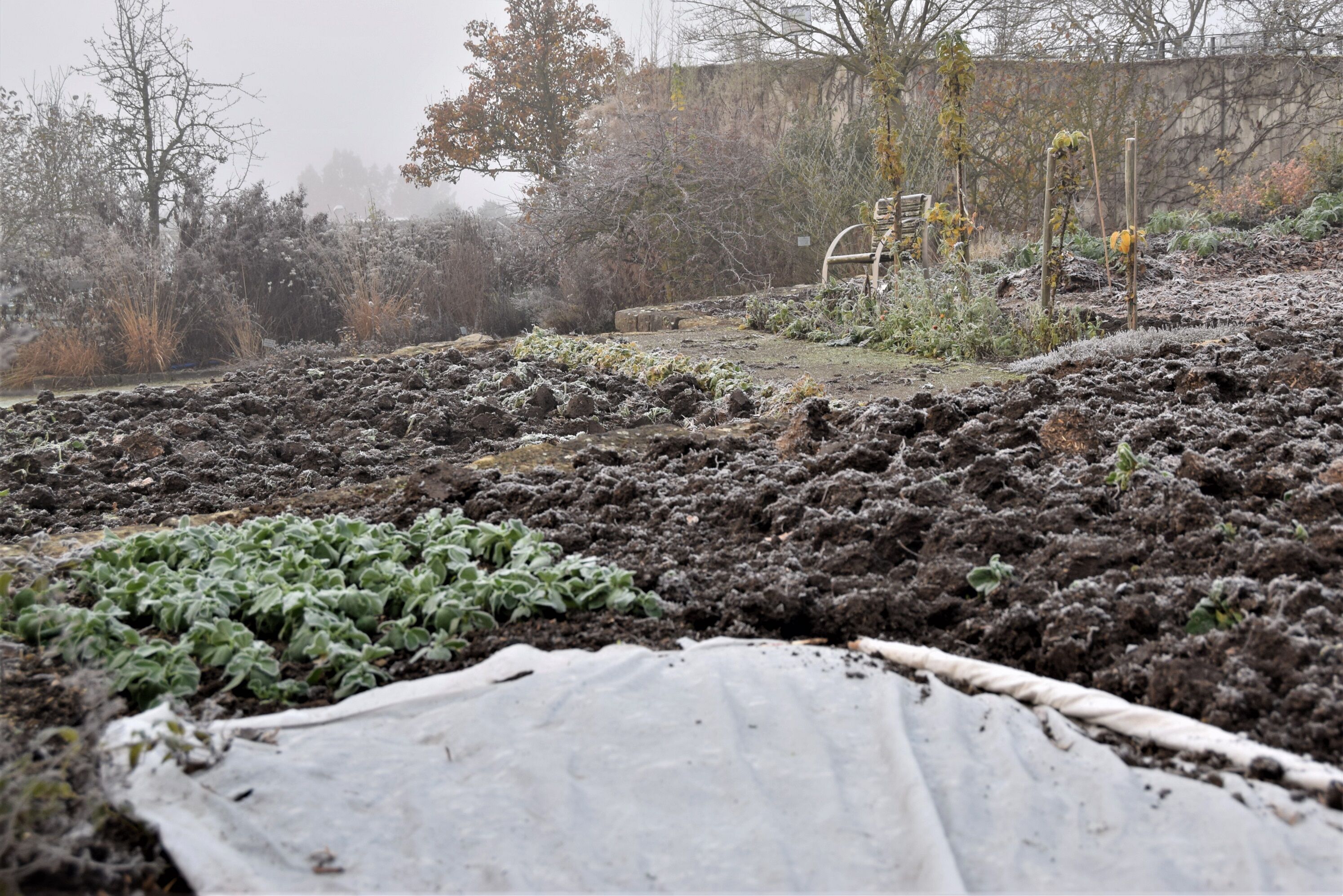 Kälteunempfindliche Gemüse sollten so lange wie möglich im Beet stehen bleiben. Foto: Christine Scherer/Bayerische Gartenakademie