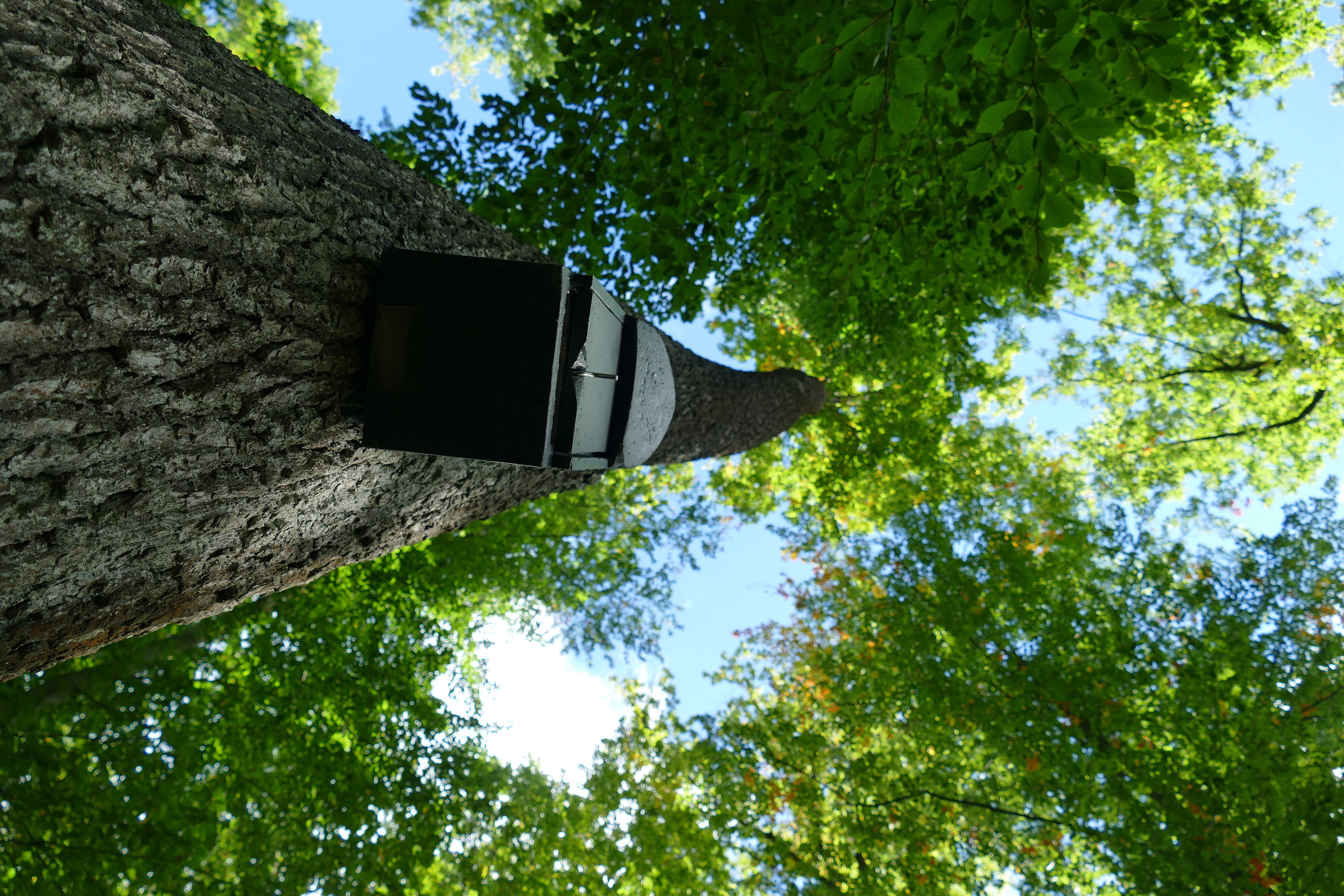Naturnaher, dichter Laubmischwald ist bevorzugter Lebensraum der in Deutschland stark gefährdeten Fledermausart. Foto: Miriam Wiblishauser