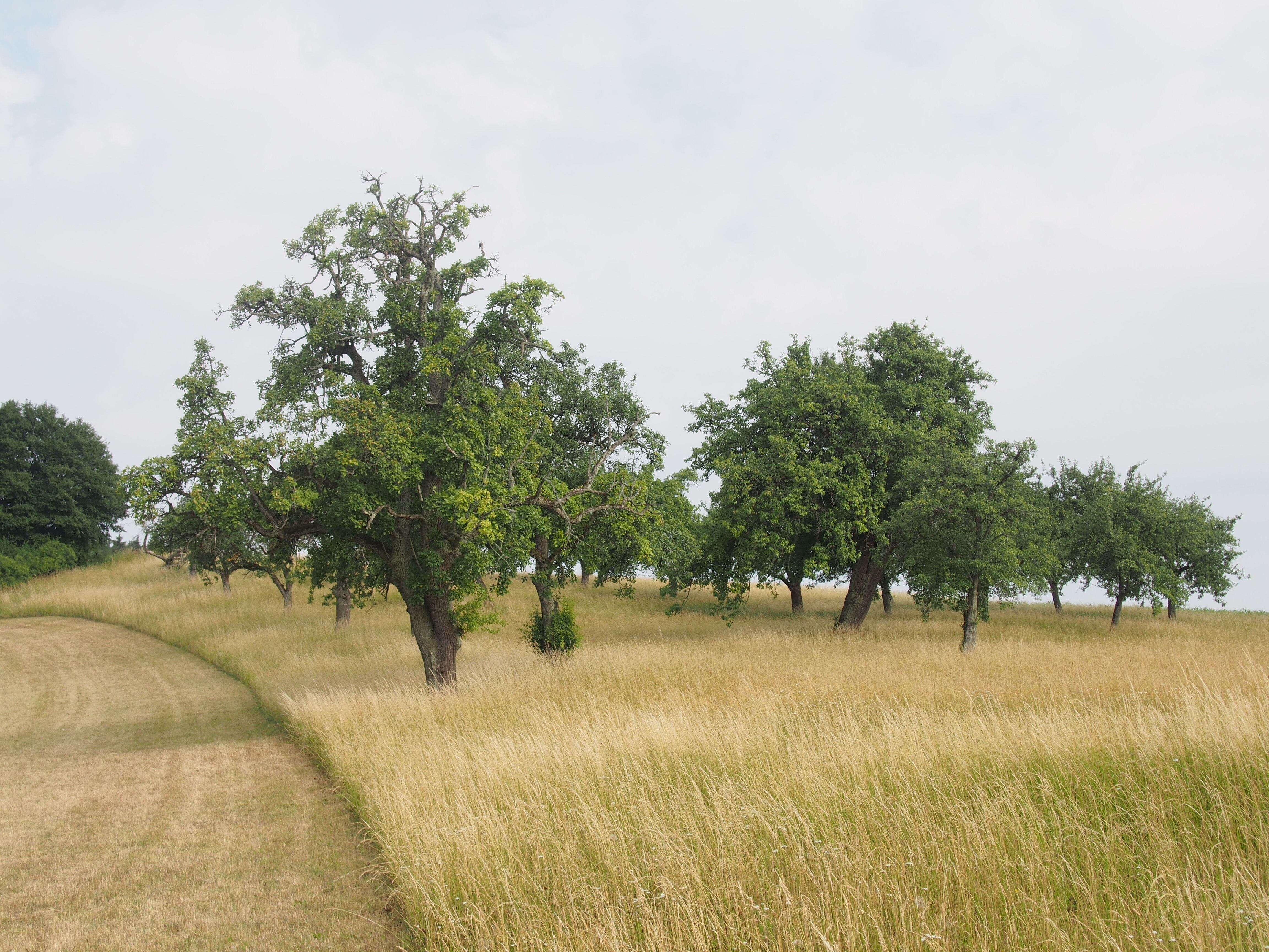 Der Erhalt von Streuobstbäumen bereichert unsere Kulturlandschaft. Foto: Landratsamt Lichtenfels/Thomas Fischer