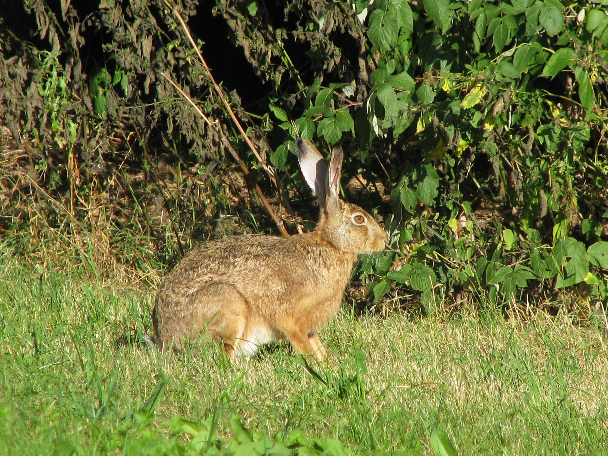 Mit etwas Glück finden kleine Entdecker bei der â€žSpurensuche im Waldâ€œ die Fährte des Hasen. Foto: Umweltstation Weismain