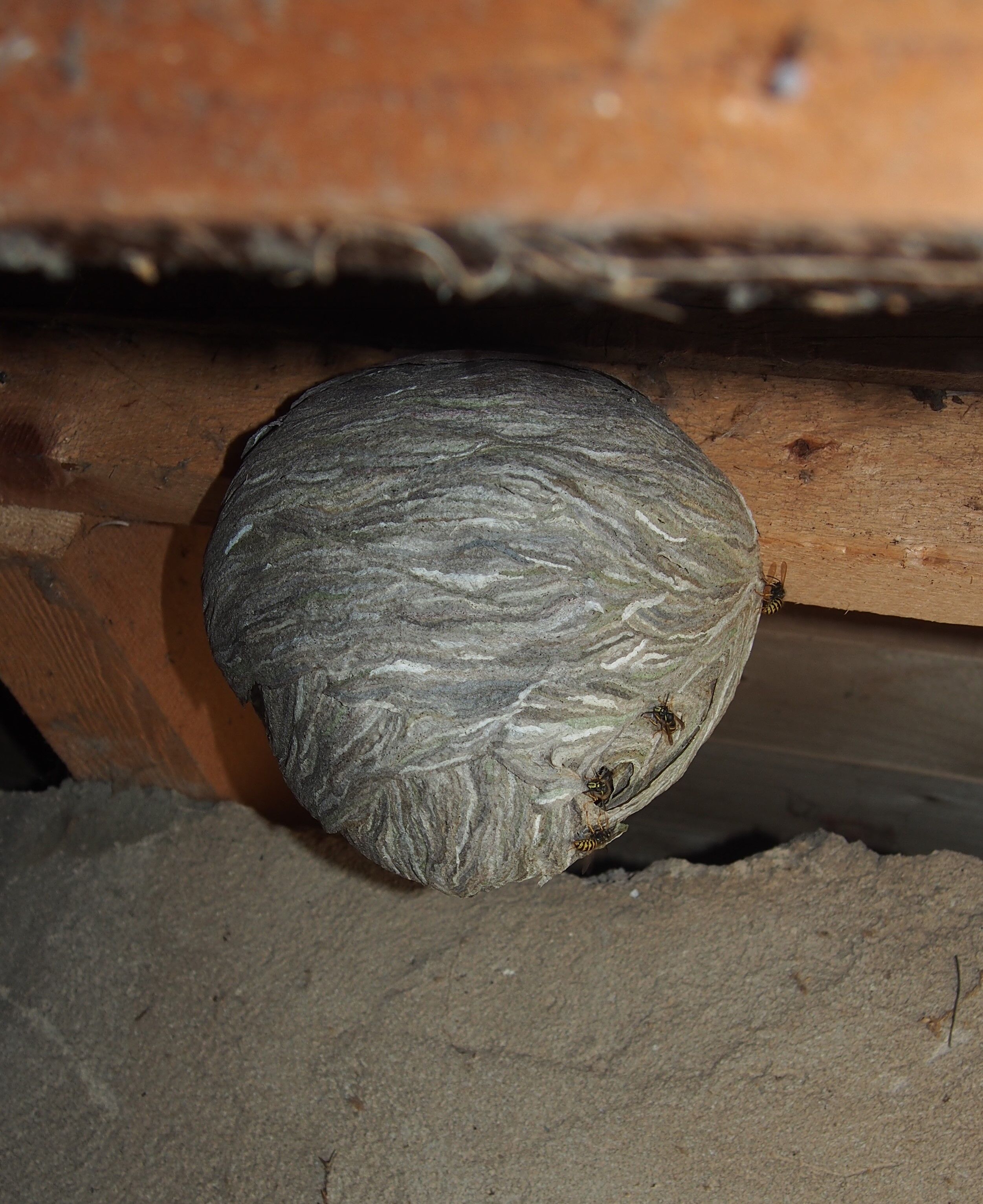 Das grau gestreifte Nest der Mittleren Wespe erreicht die Größe eines Fußballs und hängt frei. Charakteristisch ist der seitliche Eingang. Foto: Landr