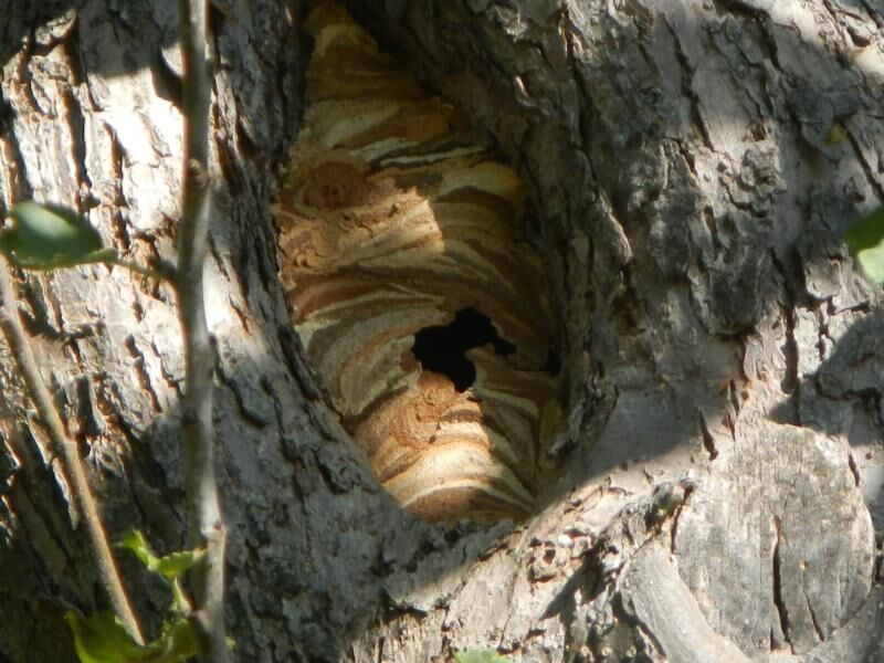 Die natürlichen Nistplätze unserer heimischen Wespenarten sind Baumhöhlen oder verlassene Mäuse und Maulwurfsbauten. Foto: Landratsamt Lichtenfels/H.-