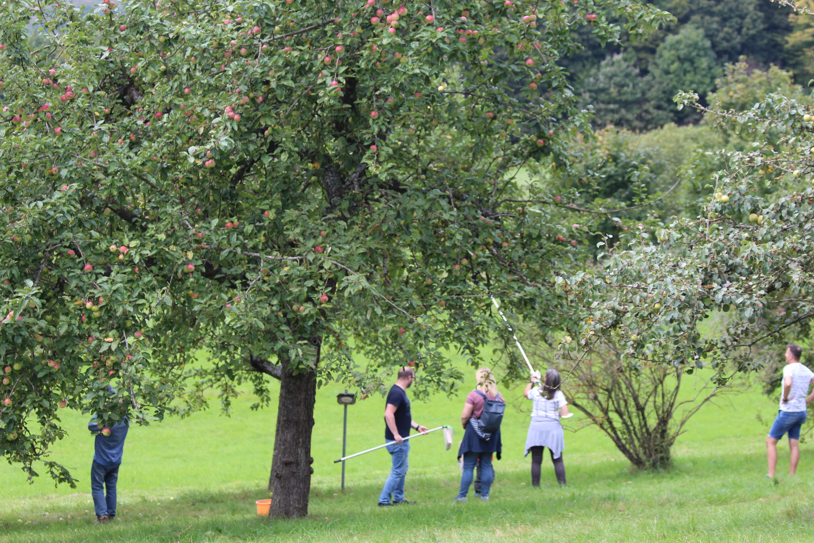 Das Obstpflücken für jedermann am 3. Oktober 2022 muss abgesagt werden. Foto: Landratsamt Lichtenfels/Michael Stromer