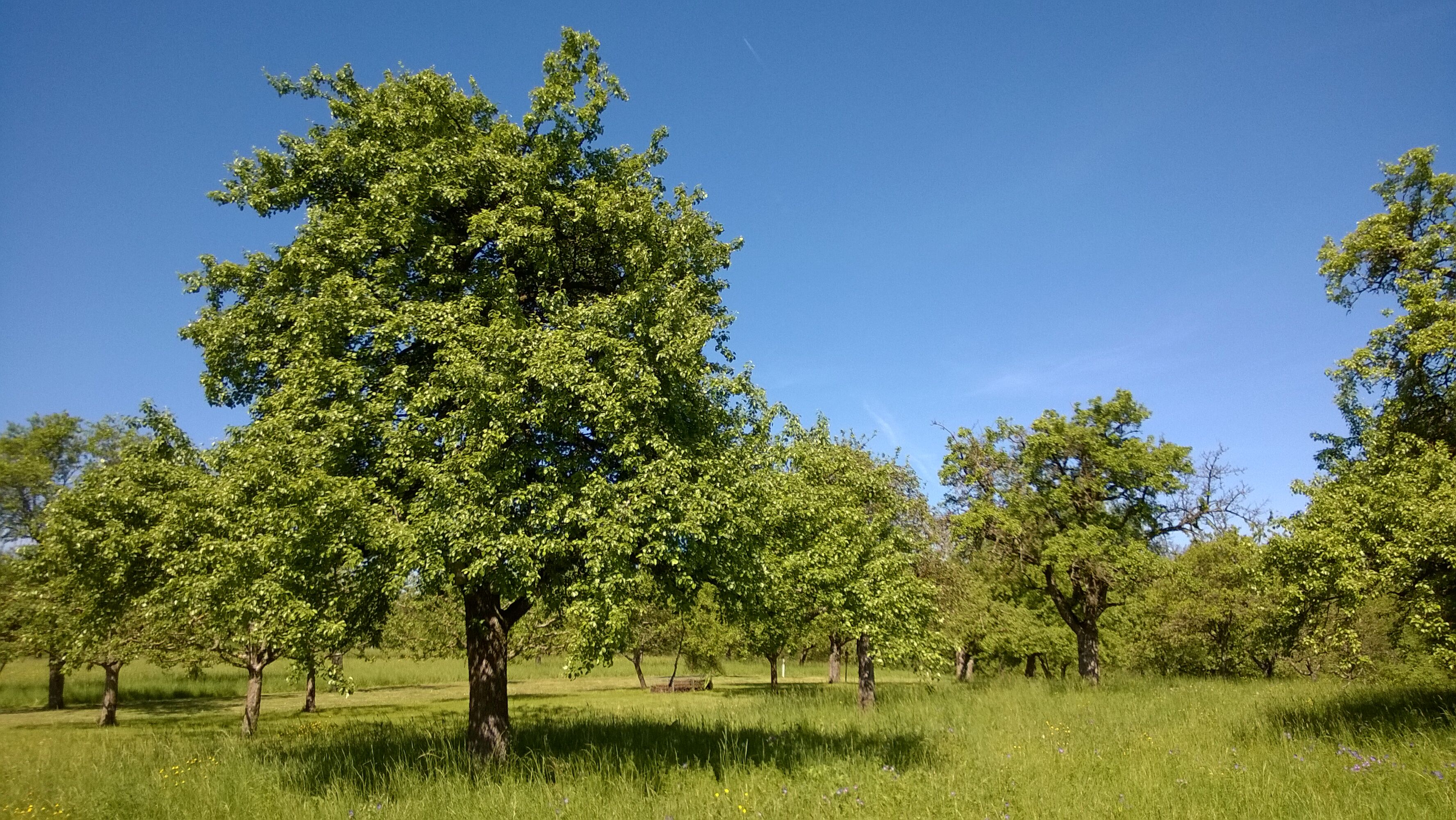 Der Landkreis unterstützt die Pflanzung von Obstbäumen. Foto: Michael Stromer