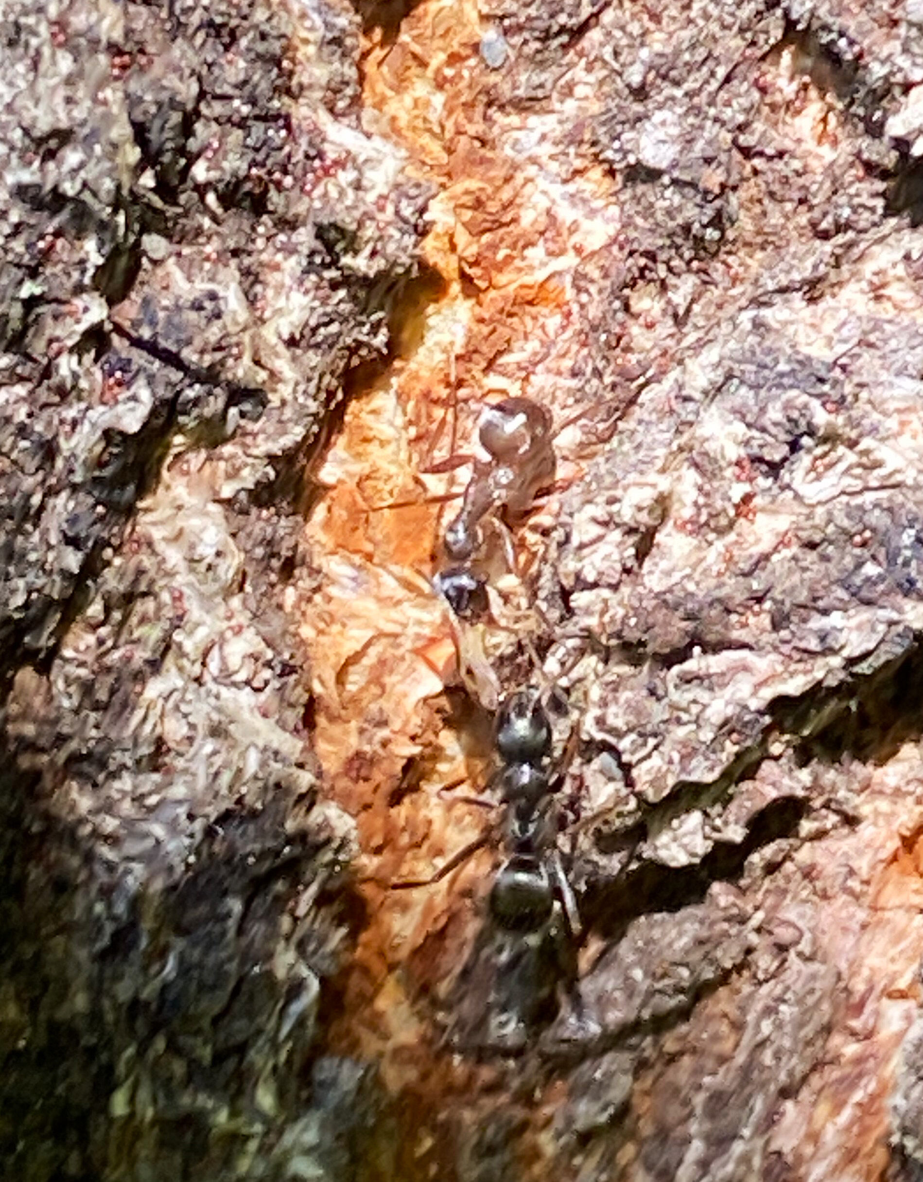 Gut getarnt - man muss schon genau hinschauen, wenn Ameisen einen Kirschbaum rauf- und runterkrabbeln. Foto Michael Stromer
