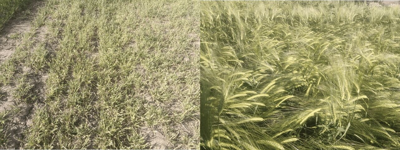 Das Bild zeigt rechts die normale Entwicklung von Gerste, links Fraßschäden.  Foto: Bayerischer Bauernverband Lichtenfels / Gabriel Lieb