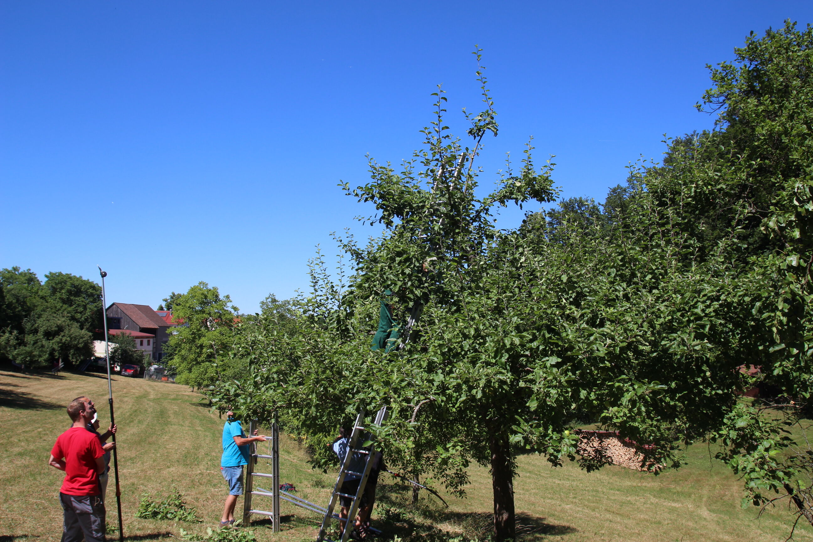 Streuobst steht hoch im Kurs, aber Obstbäume brauchen Pflege. Die Umweltstation des Landkreises bietet dazu zwei mehrteilige Kurse an.  Foto: Landrats
