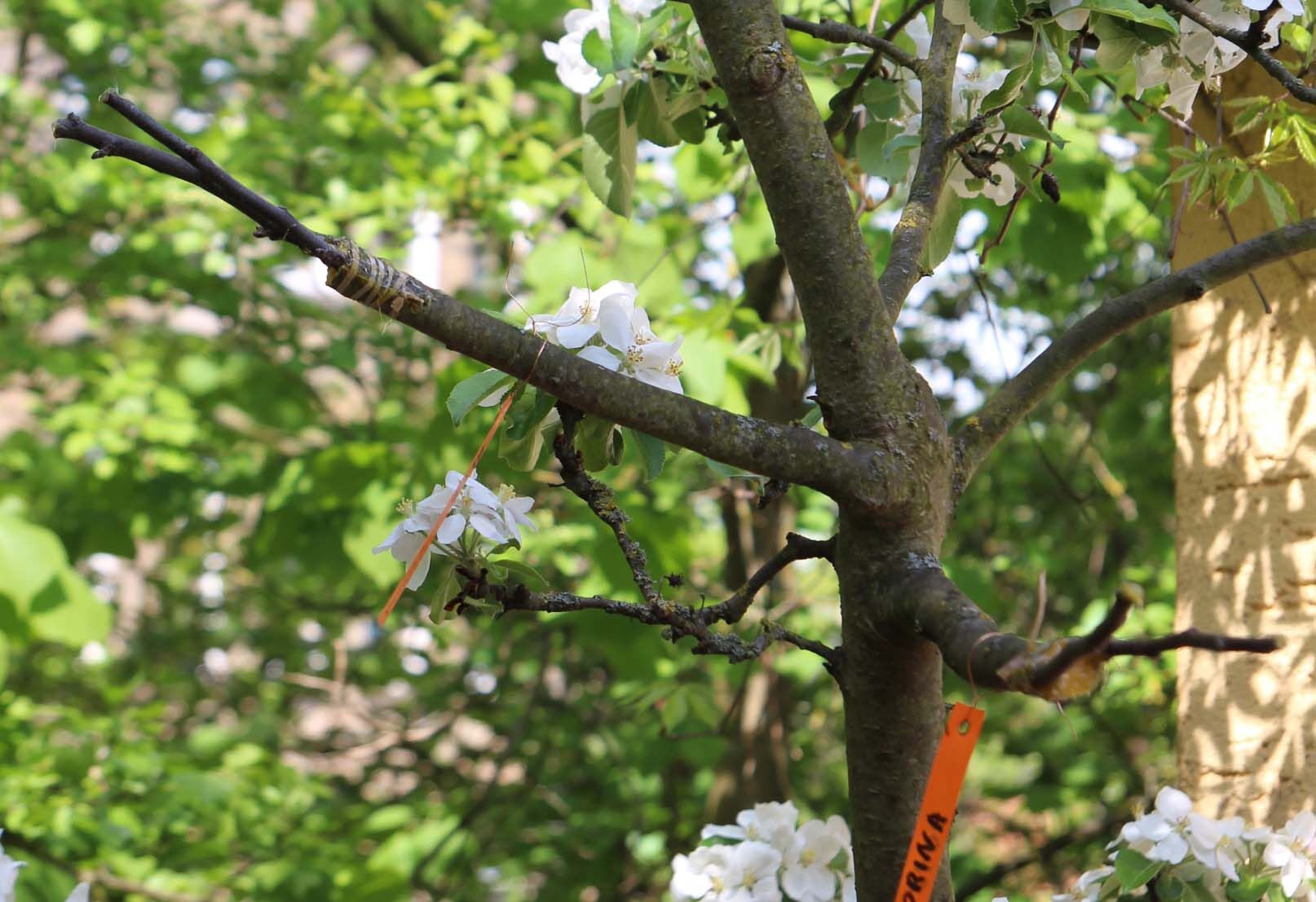 Auf diesen noch jungen Apfelbaum wurden mehrere Sorten aufgepfropft. Foto: Landratsamt Lichtenfels / Michael Stromer