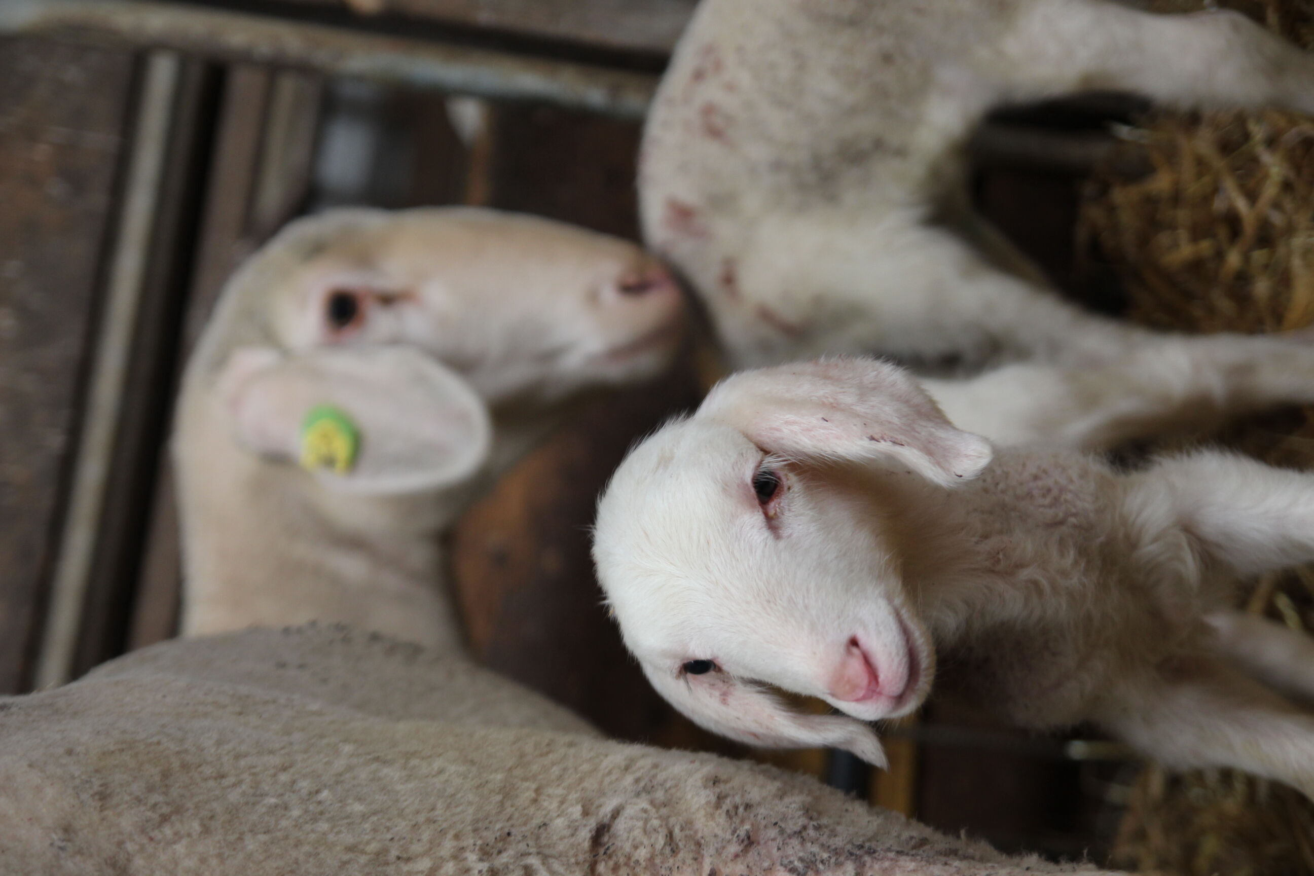 Das Thema Schafe steht bei der Wanderung nach Krassach im Mittelpunkt. Foto: Umweltstation Weismain / Michael Stromer