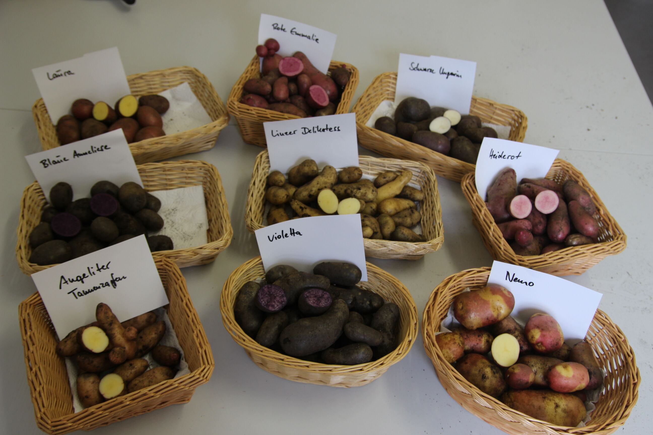 Die Vielfalt der Kartoffelsorten ist riesig. Foto: Michael Stromer
