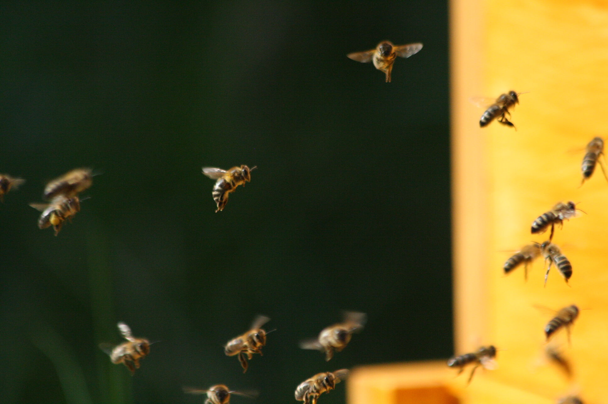 Honigbienen sind für unser Ökosystem unverzichtbar, unterstreicht Landrat Christian Meißner. Foto: Michael Stromer