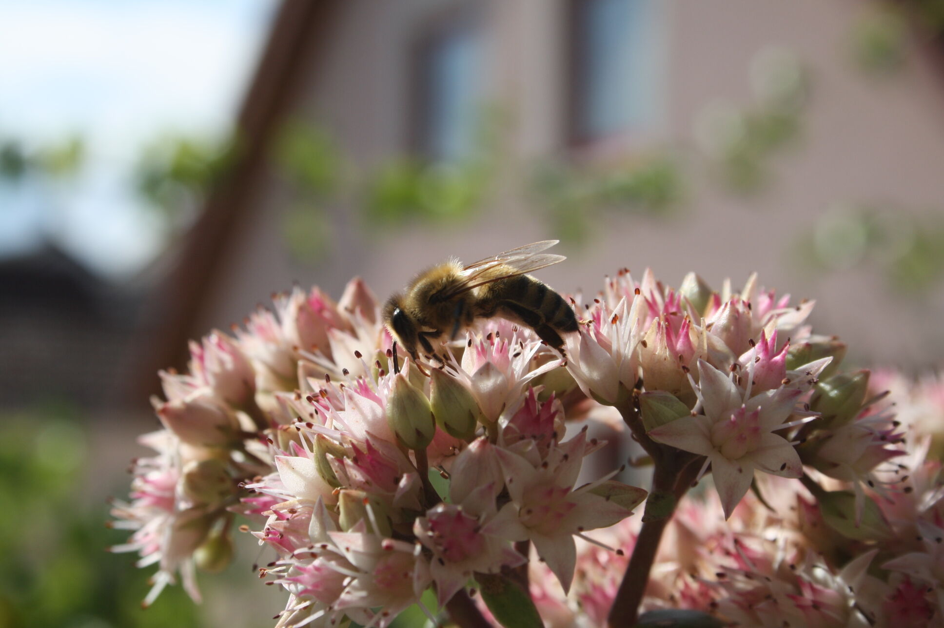 Der Landkreis Lichtenfels fördert die Bienenzucht und die Schulung von Imkern. Foto: Michael Stromer