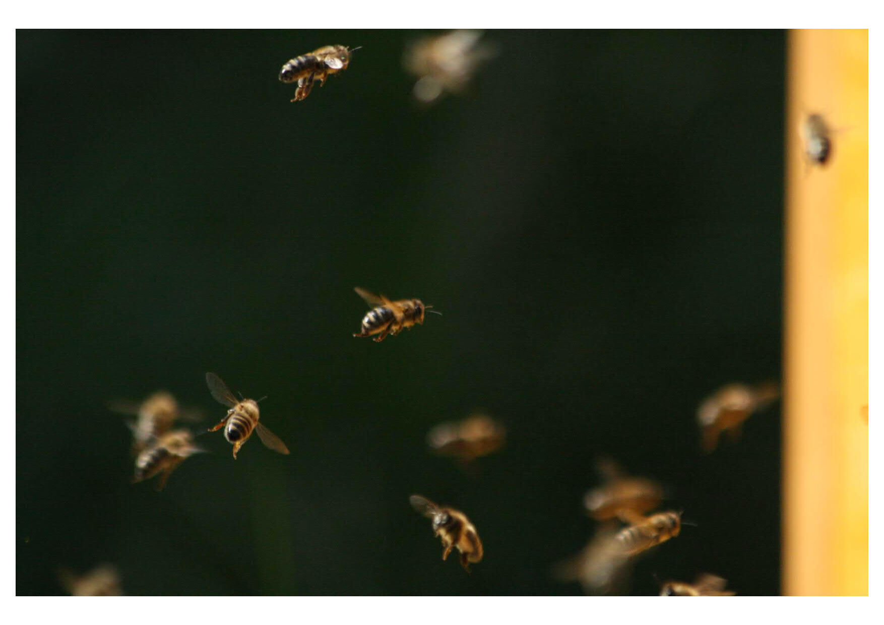 165 - PM Kurse in den Pfingsferien Bienen