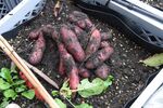 Miniaturbild zu:Gartentipp 03-2021: Kisten-Kartoffeln oder „tolle Knolle“ im Kübel