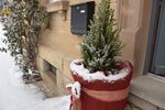 Miniaturbild zu:Gartentipp 15-2021: Der Weihnachtsbaum im Topf