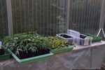 Miniaturbild zu:Gartentipp 03-2022: Tomaten ab Mitte März aussäen