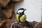 Miniaturbild zu:Pressemitteilung 124-2022: Vogelstimmenwanderung in Unterbrunn