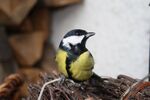 Miniaturbild zu:Pressemitteilung 140-2023: Die Vogelwelt der Juralandschaft entdecken