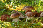 Miniaturbild zu:Pressemitteilung 169-2024: Fadenwesen: Eine Reise in die erstaunliche Welt der Pilze