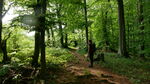 Miniaturbild zu:Pressemitteilung 164-2023: Seltene Baumarten im Gottesgarten -  die versteckten Schätze im Naturwald Vierzehnheiligen